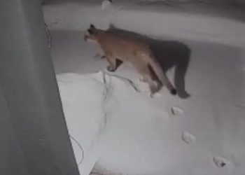 Mountain Lion Sighting Prompts Authorities to Issue Safety Warning in Denver Area